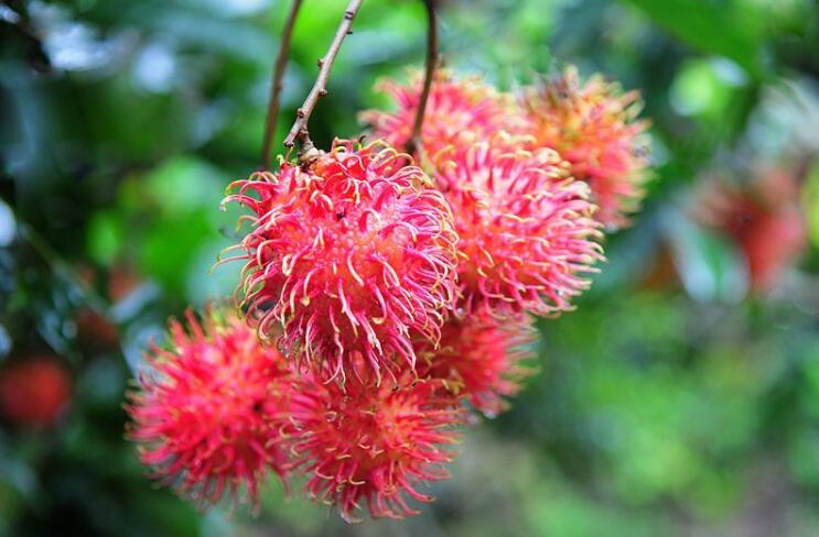 紅毛丹長(zhǎng)什么樣，紅毛丹圖片詳解