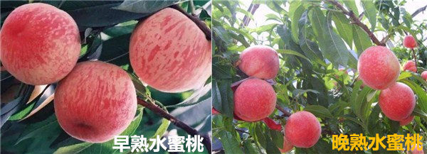 現在水蜜桃多少錢一斤 2018年水蜜桃價格是多少