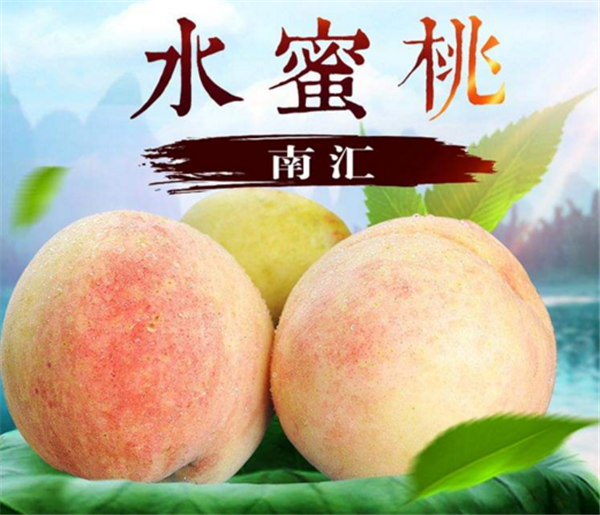 水蜜桃是哪里的特產(chǎn) 水蜜桃哪里產(chǎn)的好吃