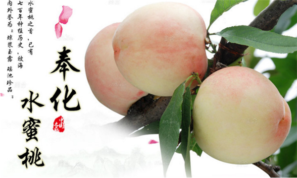 水蜜桃是哪里的特產(chǎn) 水蜜桃哪里產(chǎn)的好吃