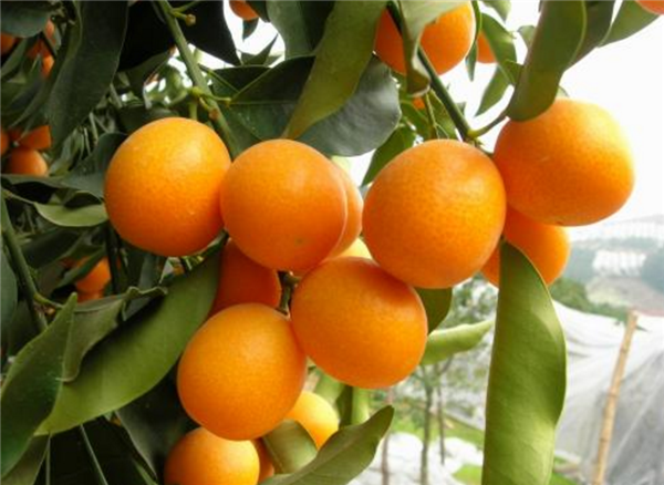 金桔落花落果的原因,金桔施肥不當(dāng)導(dǎo)致落花落果