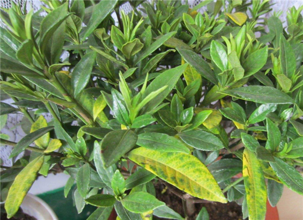 金桔落花落果的原因,金桔施肥不當(dāng)導(dǎo)致落花落果