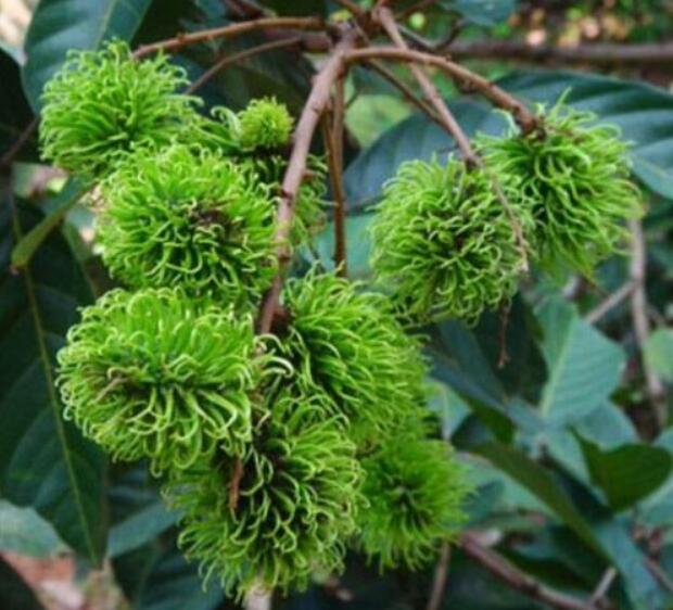 水果紅毛丹圖片大全 紅毛丹和荔枝區(qū)別對(duì)比圖