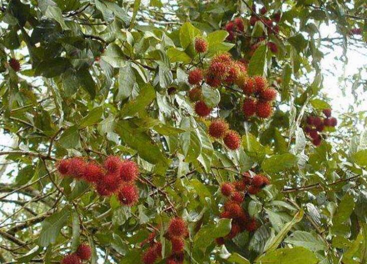 水果紅毛丹圖片大全 紅毛丹和荔枝區(qū)別對(duì)比圖