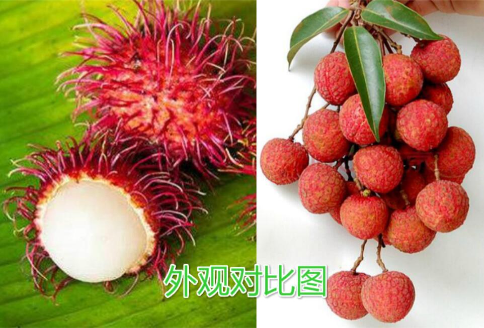 水果紅毛丹圖片大全 紅毛丹和荔枝區(qū)別對(duì)比圖