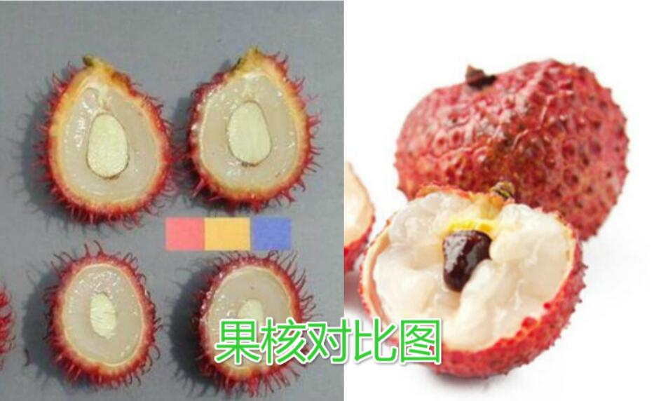 水果紅毛丹圖片大全 紅毛丹和荔枝區(qū)別對(duì)比圖