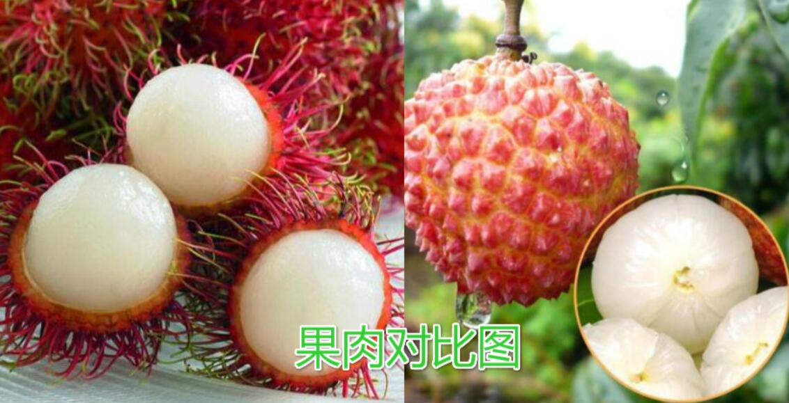 水果紅毛丹圖片大全 紅毛丹和荔枝區(qū)別對(duì)比圖
