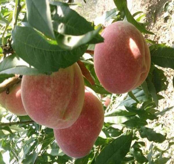 蟠桃什么時(shí)候成熟，蟠桃三千年一開花(8-9月份成熟)
