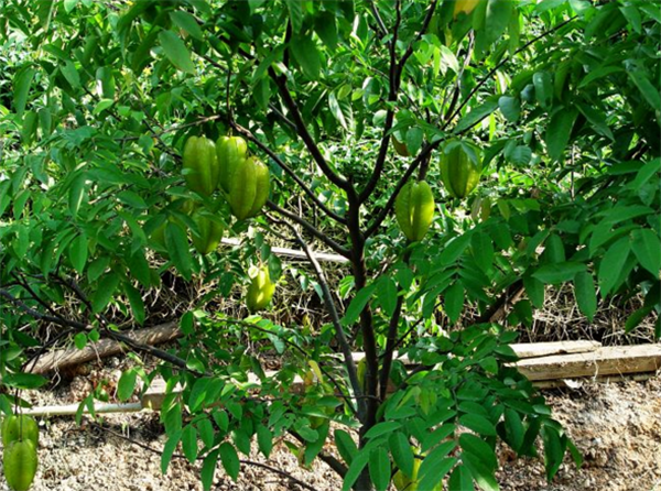 楊桃樹種在家里風(fēng)水好嗎 楊桃樹的風(fēng)水知識(shí)