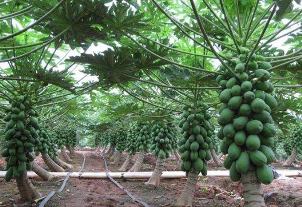 木瓜樹幾年能結果 木瓜樹種植需要注意什么