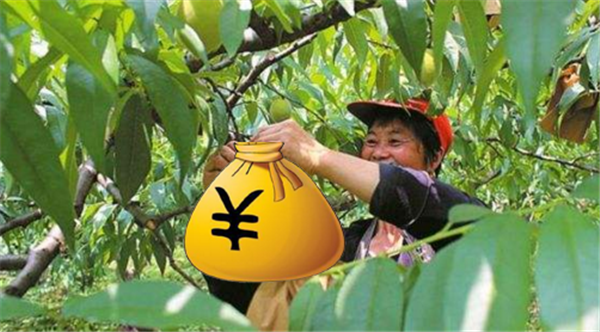 黃桃為什么那么貴，物以稀為貴黃桃成熟期短
