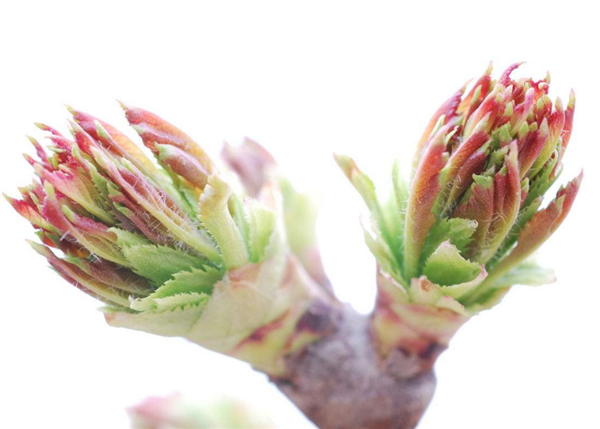 山楂樹什么時候開花結(jié)果 山楂樹開花圖片