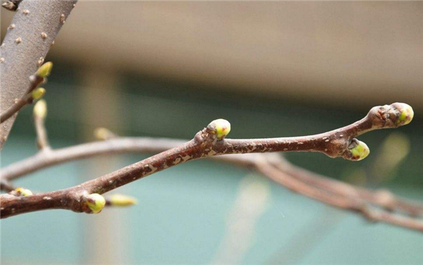 山楂樹什么時候開花結(jié)果 山楂樹開花圖片