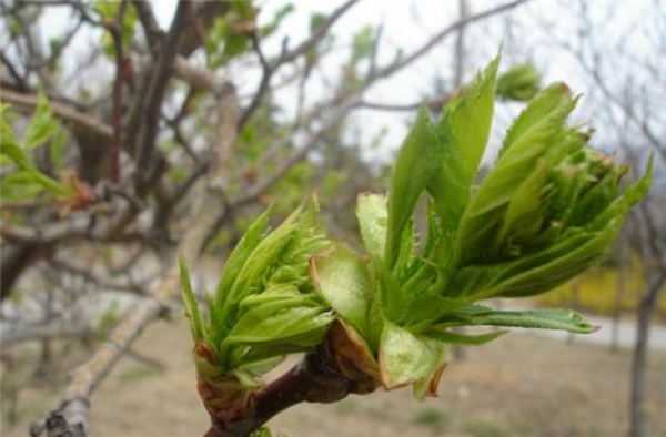 山楂樹什么時候開花結(jié)果 山楂樹開花圖片