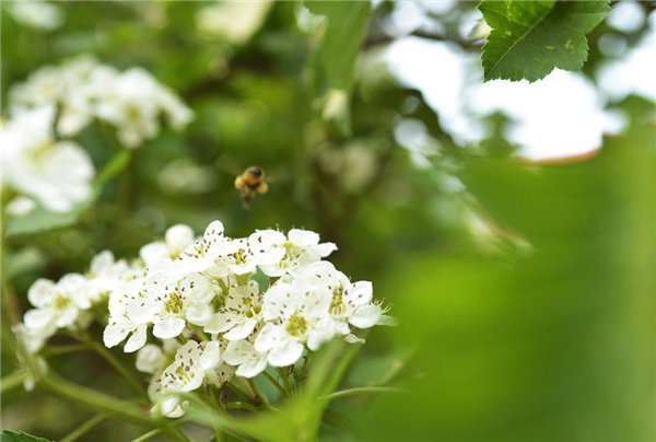 山楂樹什么時候開花結(jié)果 山楂樹開花圖片