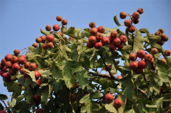 山楂樹什么時候開花結(jié)果 山楂樹開花圖片