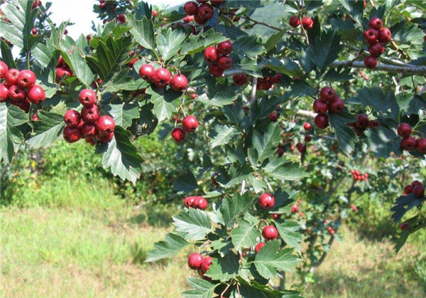 山楂樹什么時候開花結(jié)果 山楂樹開花圖片