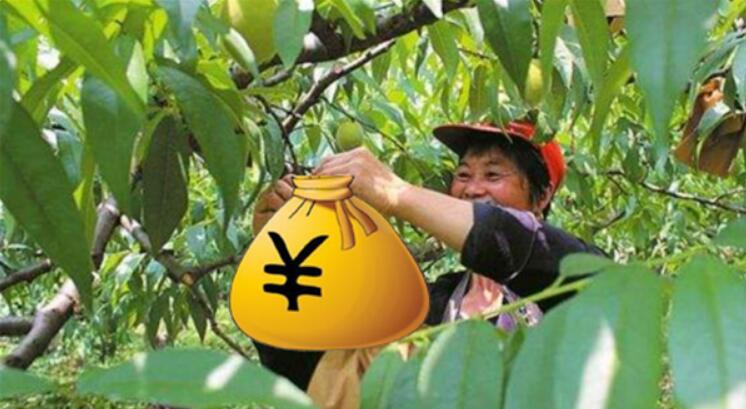 黃桃為什么市面沒有，黃桃是易爛水果儲存困難