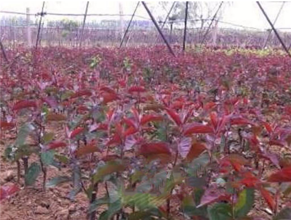 紅肉蘋果圖片 全面了解紅肉蘋果 紅肉蘋果您見過嗎