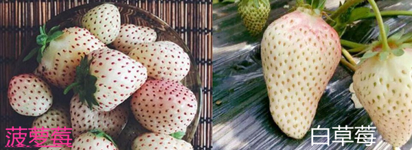 菠蘿莓和白草莓的區(qū)別 菠蘿莓上有可愛(ài)的小紅痣