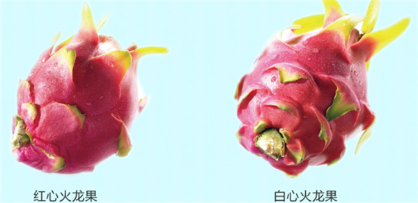 火龍果圖片 火龍果盆栽圖片 火龍果是仙人掌嗎