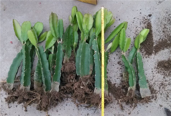 火龍果圖片 火龍果盆栽圖片 火龍果是仙人掌嗎