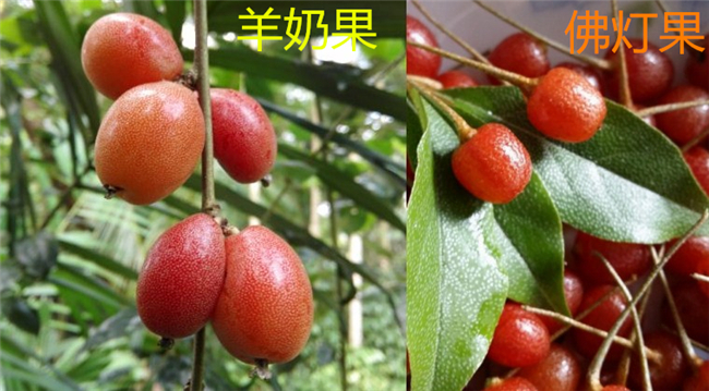 佛燈果和羊奶果的區別，羊奶果營養價值更高