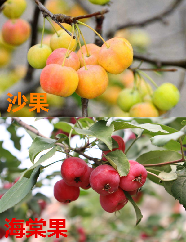 沙果和海棠果的區(qū)別 沙果和海棠果相似卻不同類(lèi)
