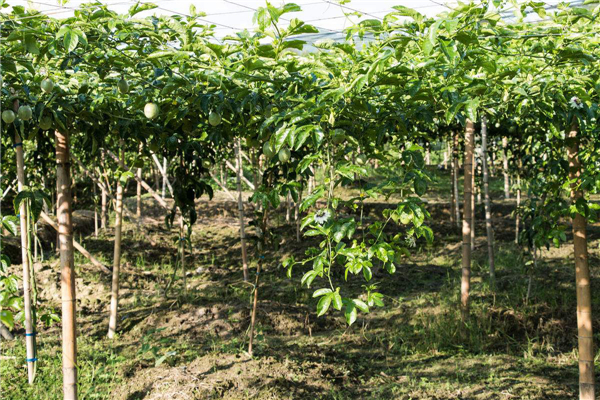 雞蛋果樹(shù)種植方法 雞蛋果樹(shù)種植注意事項(xiàng)