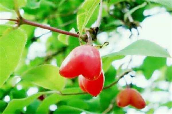 杈杷果怎么種植?杈杷果盆栽種植技術(注意事項)