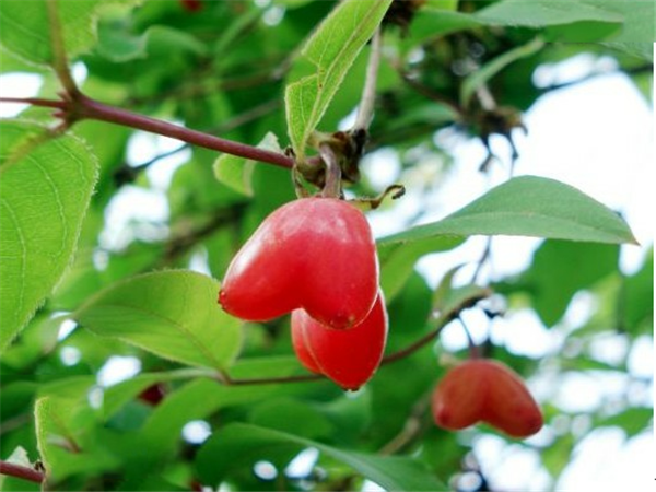 杈杷果產(chǎn)地在哪 杈杷果多少錢一斤 杈杷果好吃嗎