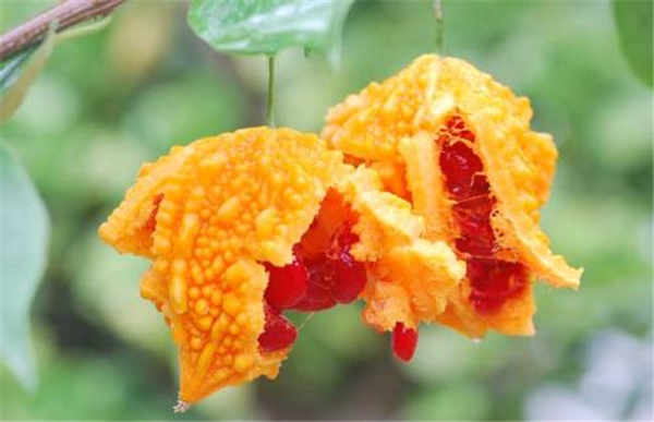 孕婦可以吃金鈴子嗎 孕婦可以適當(dāng)食用金鈴子