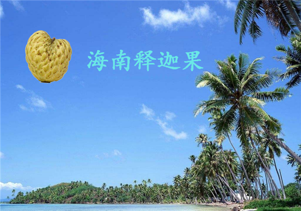 海南釋迦果便宜不 海南釋迦果多少錢一斤