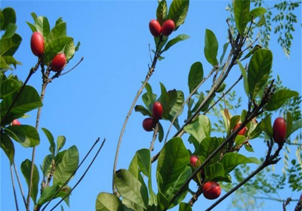神秘果種植條件，選園地控溫濕很重要