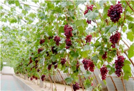 葡萄吃多了有什么壞處，陰虛內熱含糖量太高