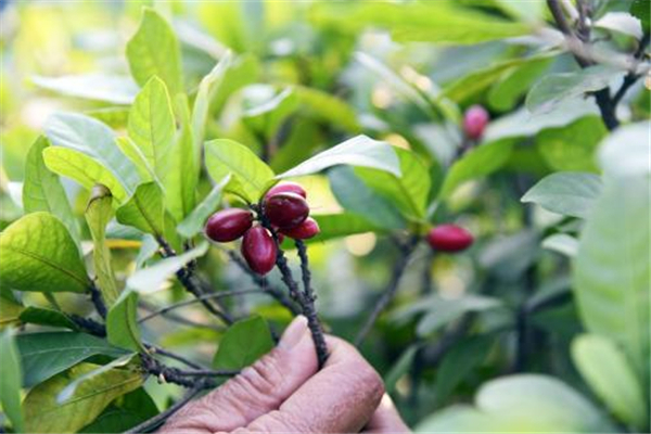 神秘果葉子需要曬干嗎 神秘果葉泡茶的功效作用