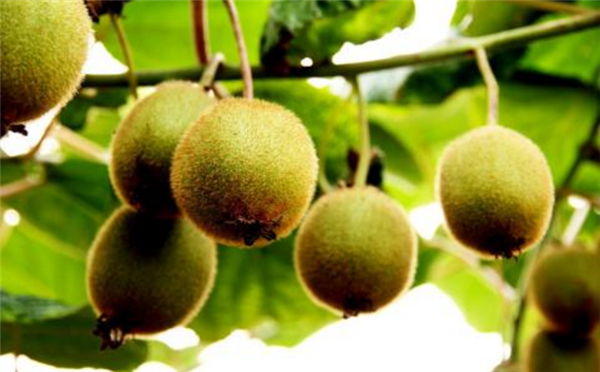 獼猴桃樹(shù)苗幾年能結(jié)果 5年結(jié)果(管理得當(dāng)可至4年)