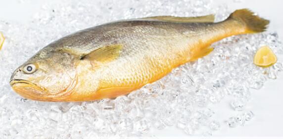 黃魚多少錢一斤，不同品種的黃魚價格都不等