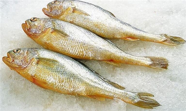 黃魚為什么怎么臭
