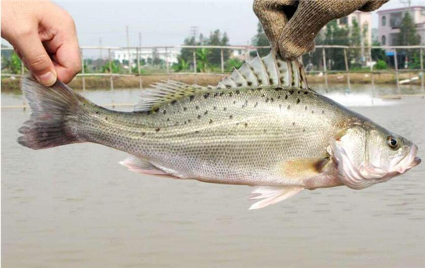 鱸魚多少錢一斤，2019年鱸魚價格預(yù)估
