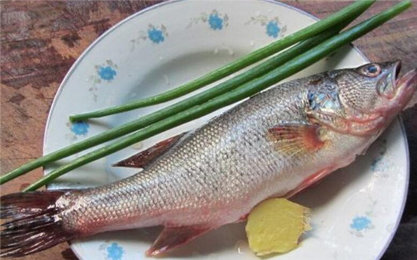 鱸魚多少錢一斤，2019年鱸魚價格預(yù)估