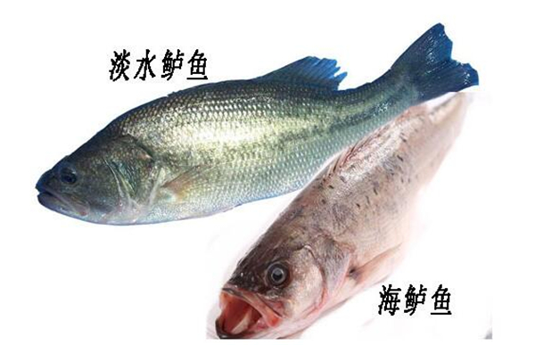 鱸魚多少錢一斤，2019年鱸魚價格預(yù)估