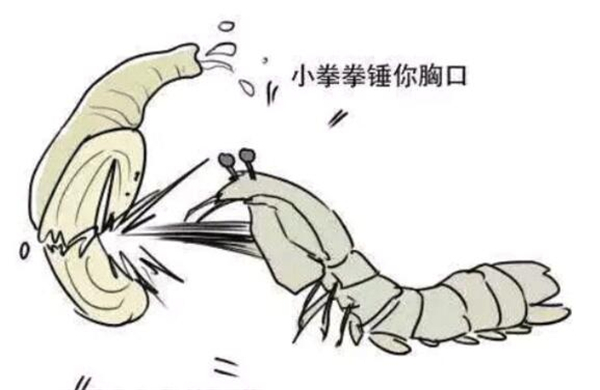 皮皮蝦名字的由來，皮皮蝦原來是網(wǎng)紅藝名