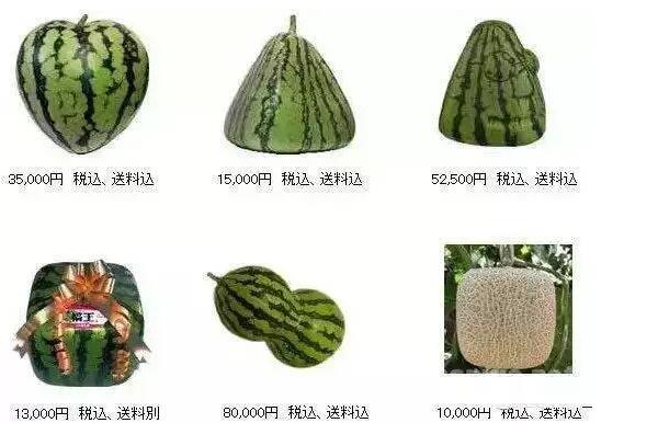 方形西瓜是怎么種出來(lái)的，方形西瓜是怎么種植的