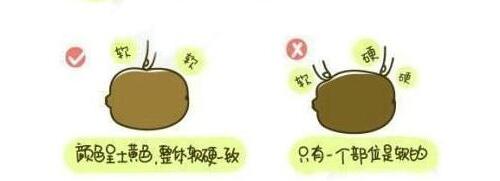 獼猴桃水果的正確吃法漫畫，最簡單的獼猴桃的吃法