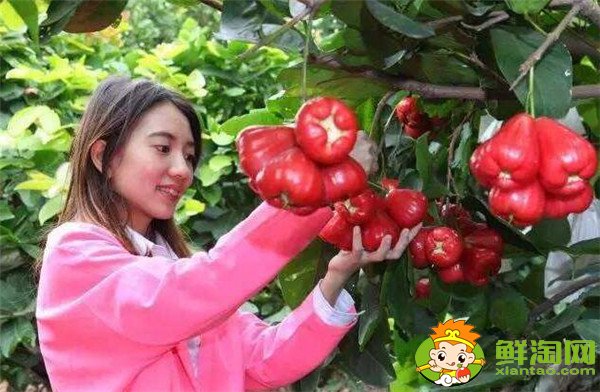 蓮霧種植多久結果，蓮霧種植條件管理技術(溫度、密度)