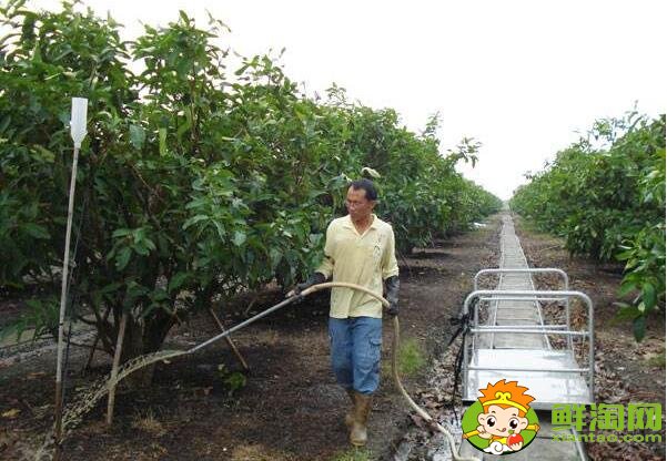 蓮霧種植多久結果，蓮霧種植條件管理技術(溫度、密度)