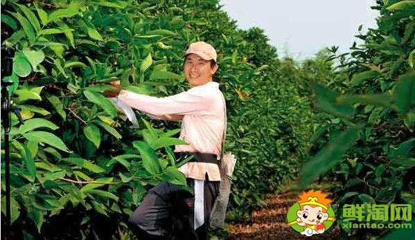 蓮霧種植多久結果，蓮霧種植條件管理技術(溫度、密度)