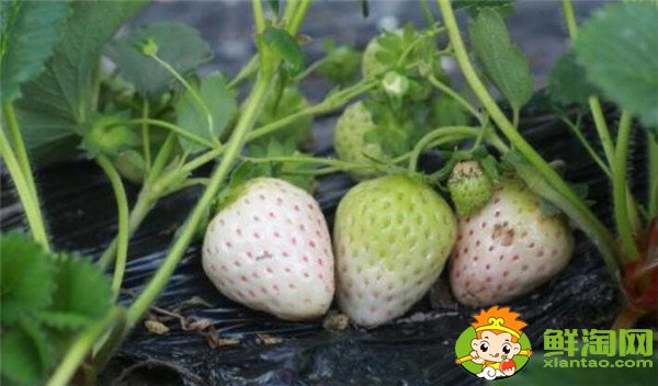 菠蘿莓多少錢一斤，菠蘿莓和白草莓的區(qū)別