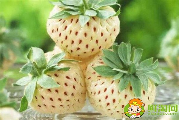 菠蘿莓多少錢一斤，菠蘿莓和白草莓的區(qū)別